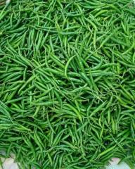 Green Chilli Export